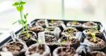 Ako použiť rašelinové tablety na pestovanie priesad?