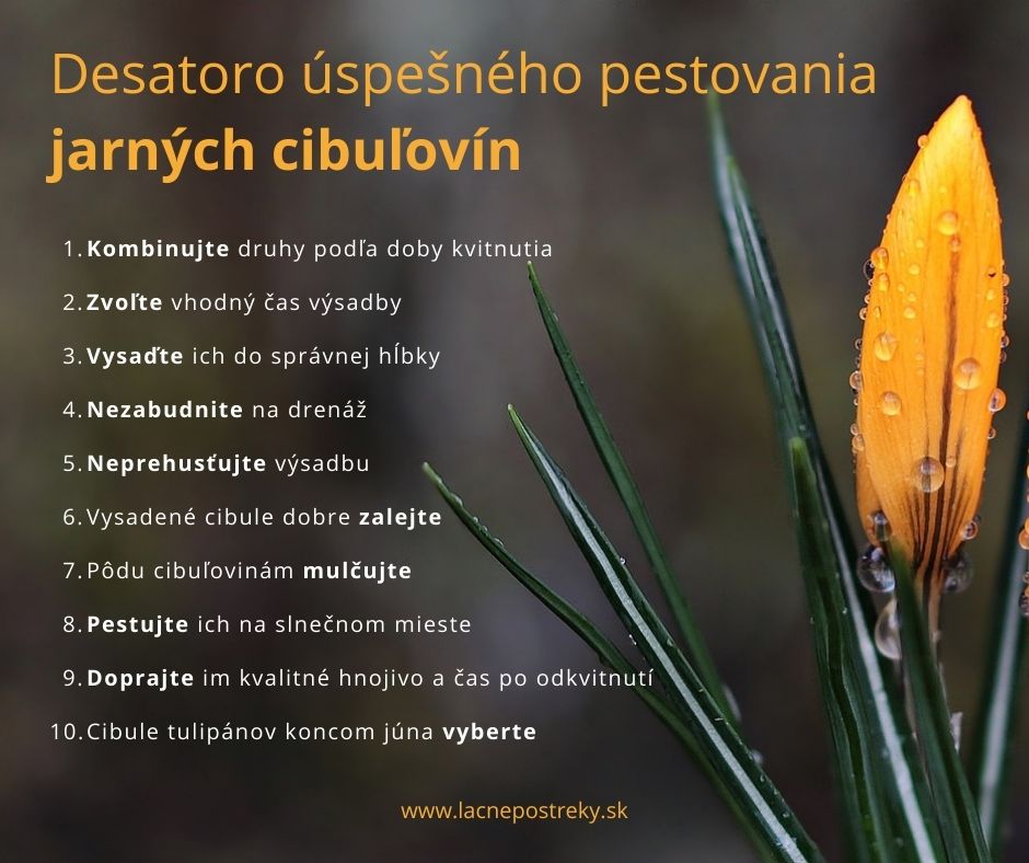 pestovanie jarnych cibulovin