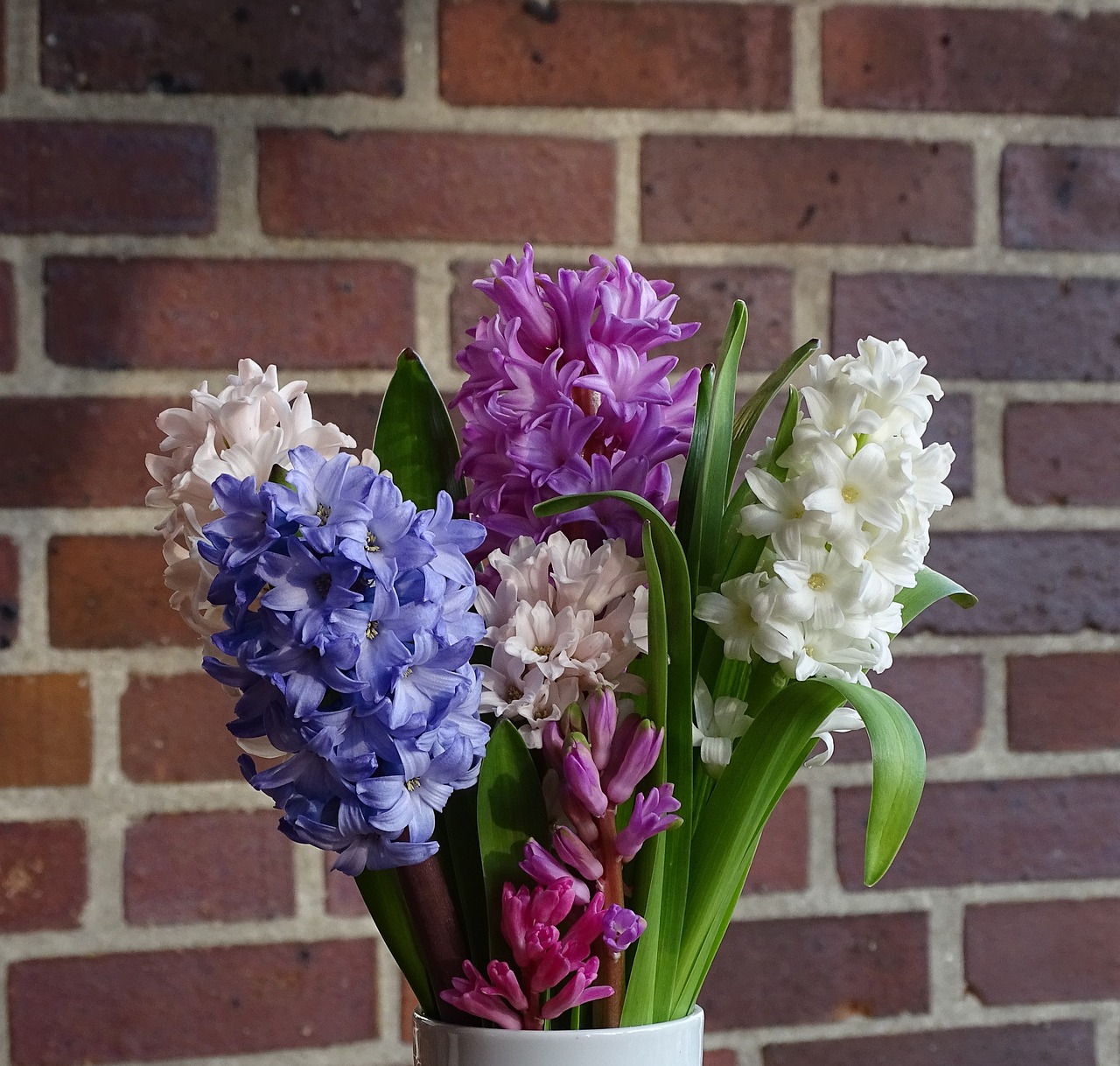 farebne cibuloviny hyacinty