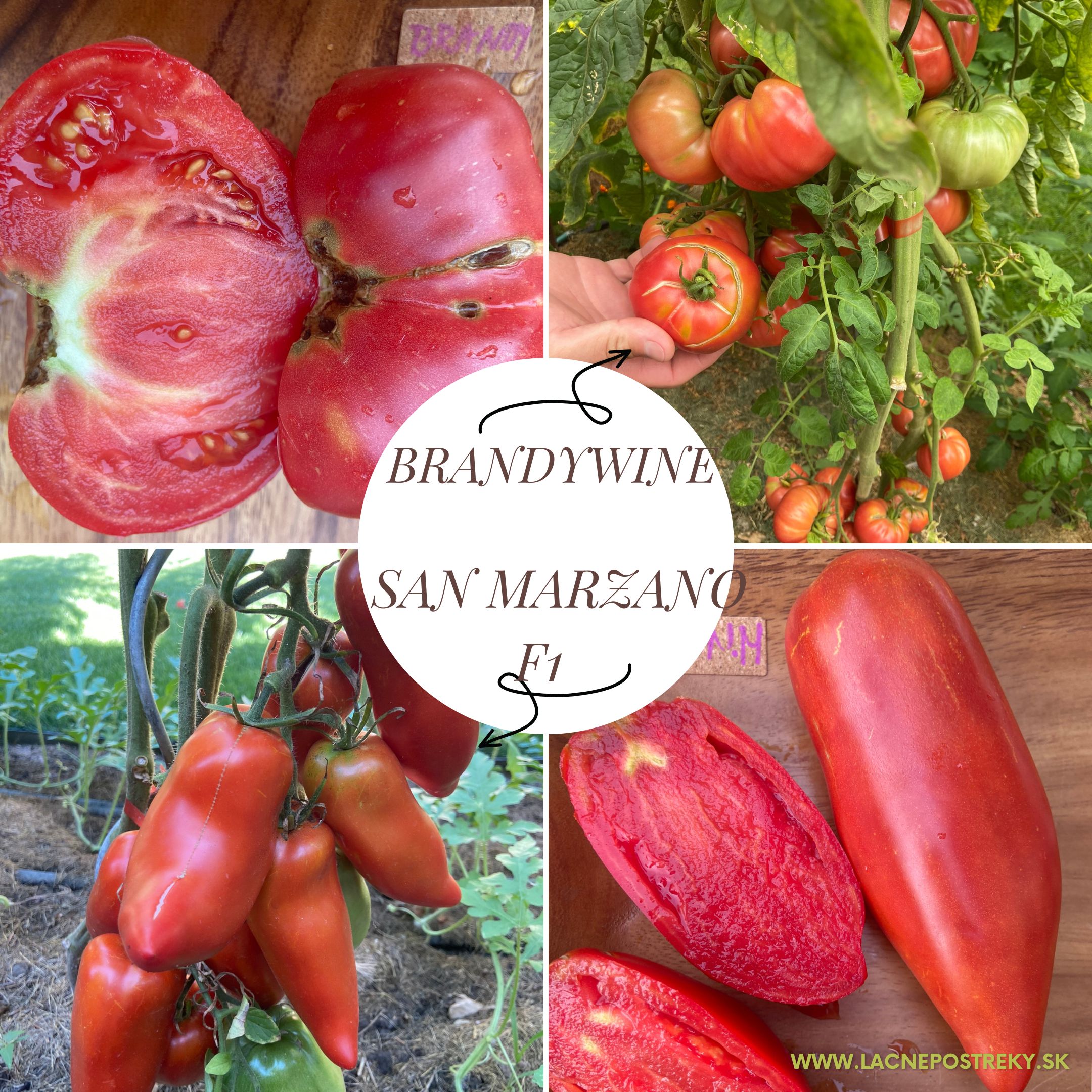 paradajky san marzano a brandywine