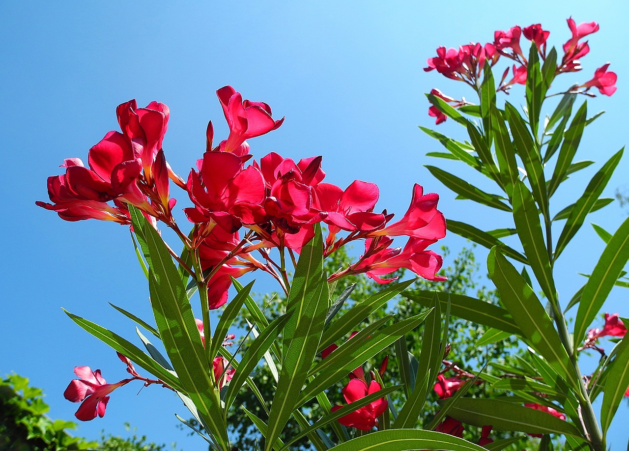 oleander prezimovanie