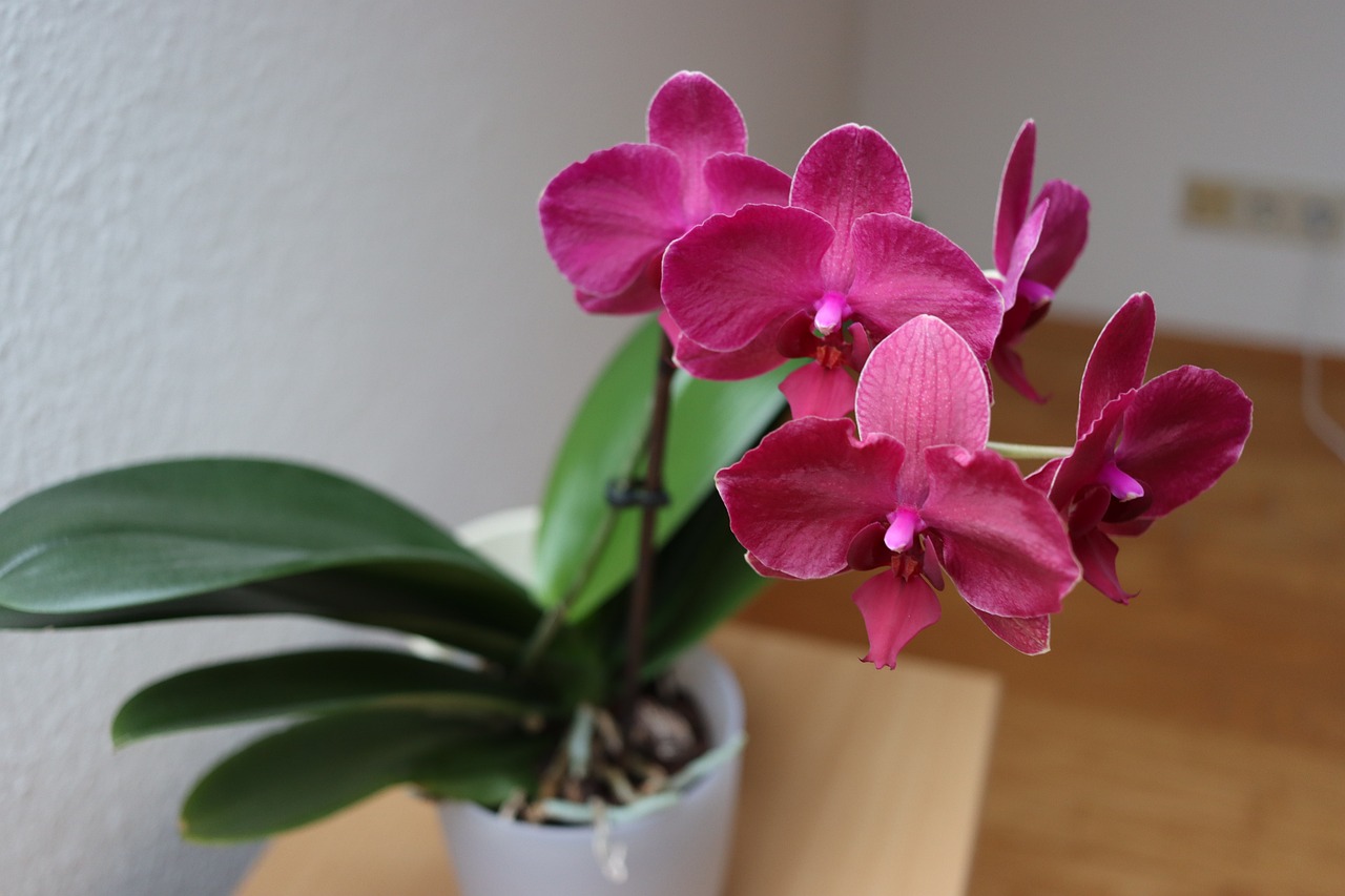 orchidej v pokoji